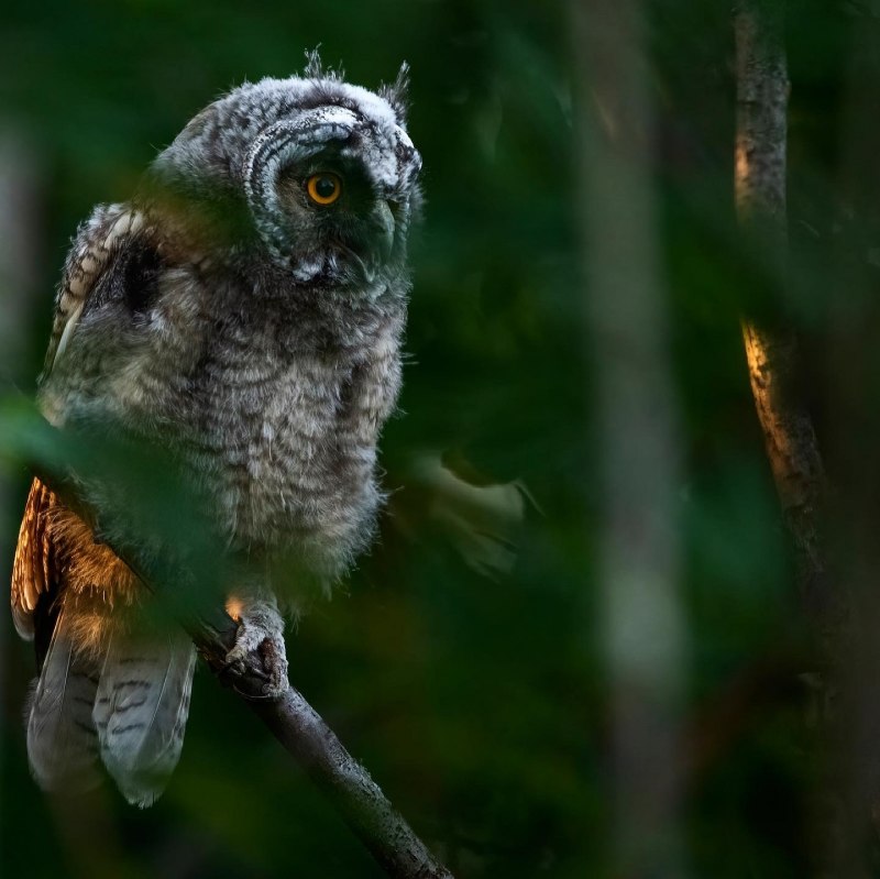 Филин обыкновенный (Bubo Bubo)