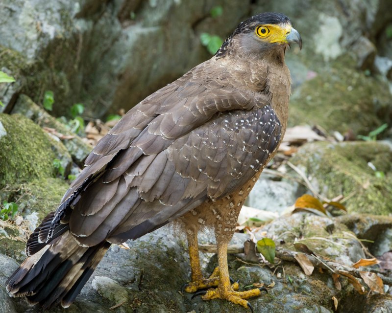 Spilornis Elgini
