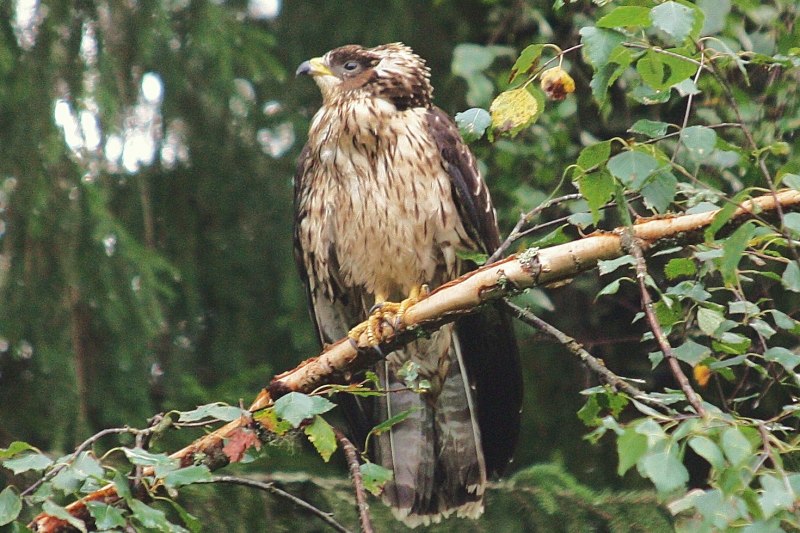 Осоед хохлатый (Pernis ptilorhynchus)