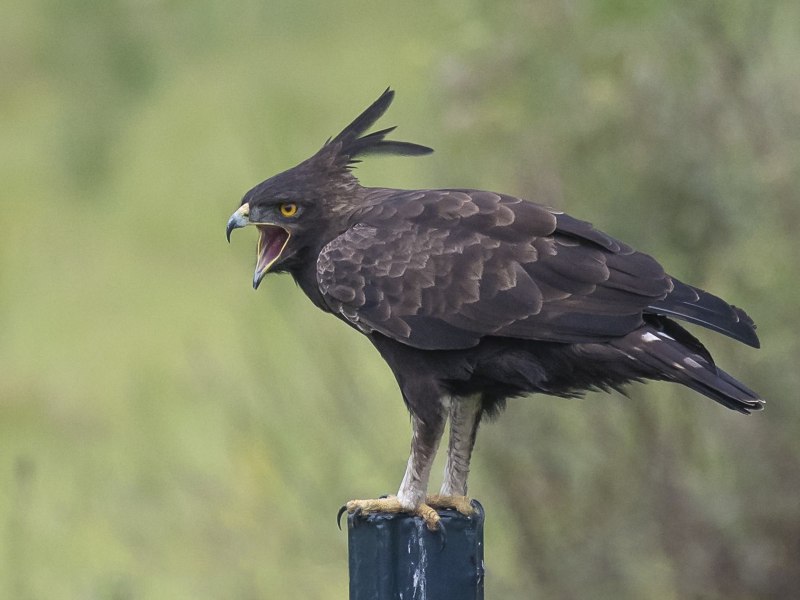 Spizaetus Isidori — южноамериканский орёл