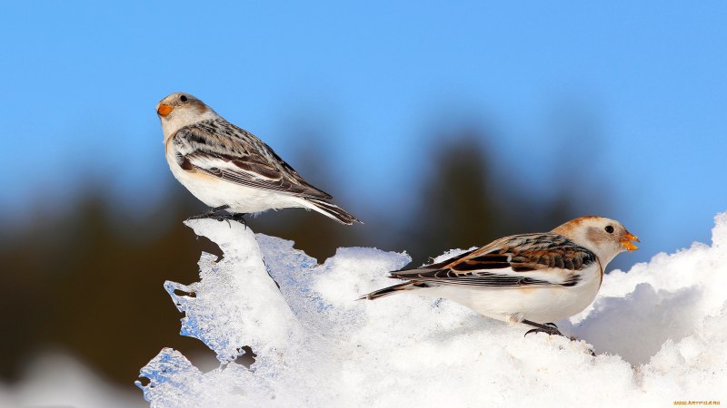 277. Пуночка обыкновенная (Plectrophenax nivalis)