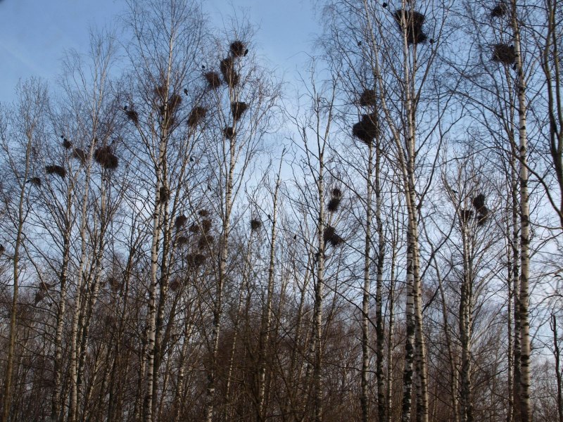 Гнездо Грача