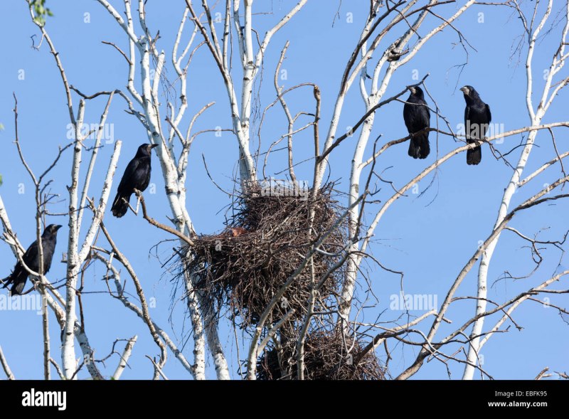 Гнездо Corvus frugilegus