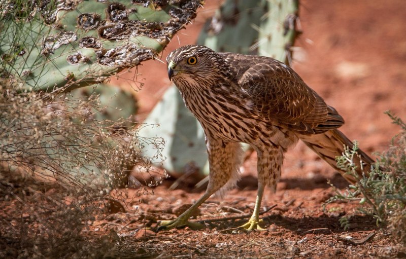 Камчатский тетеревятник Accipiter gentilis albidus