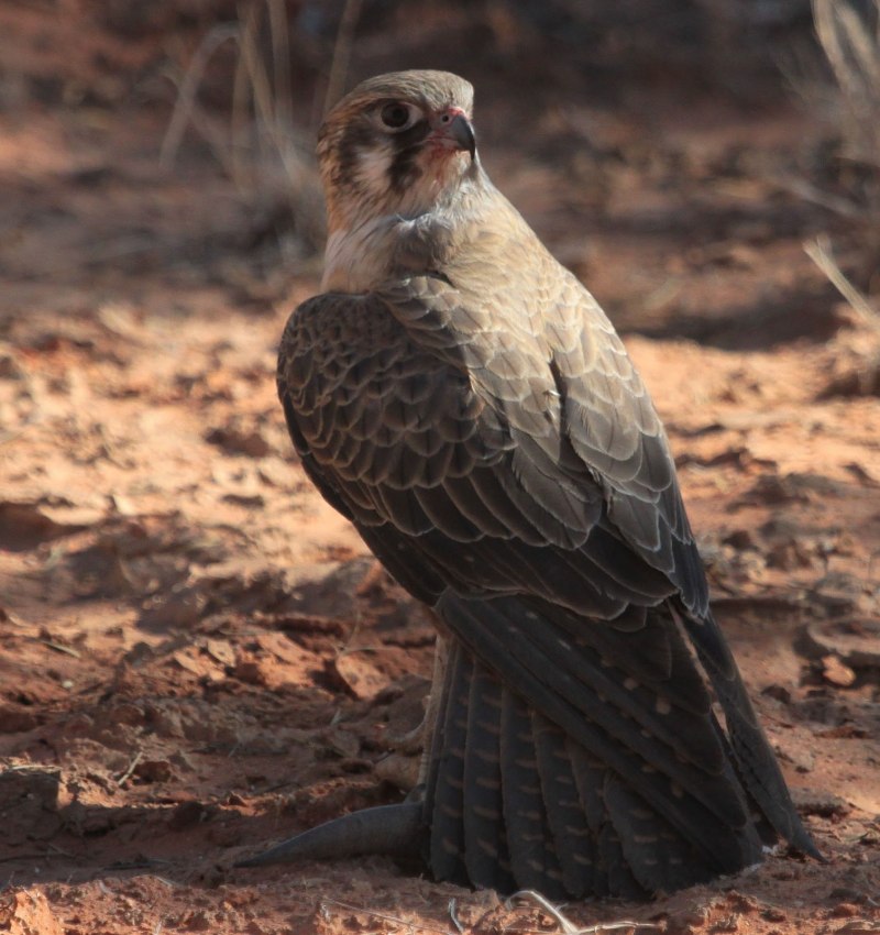 Brown Falcon