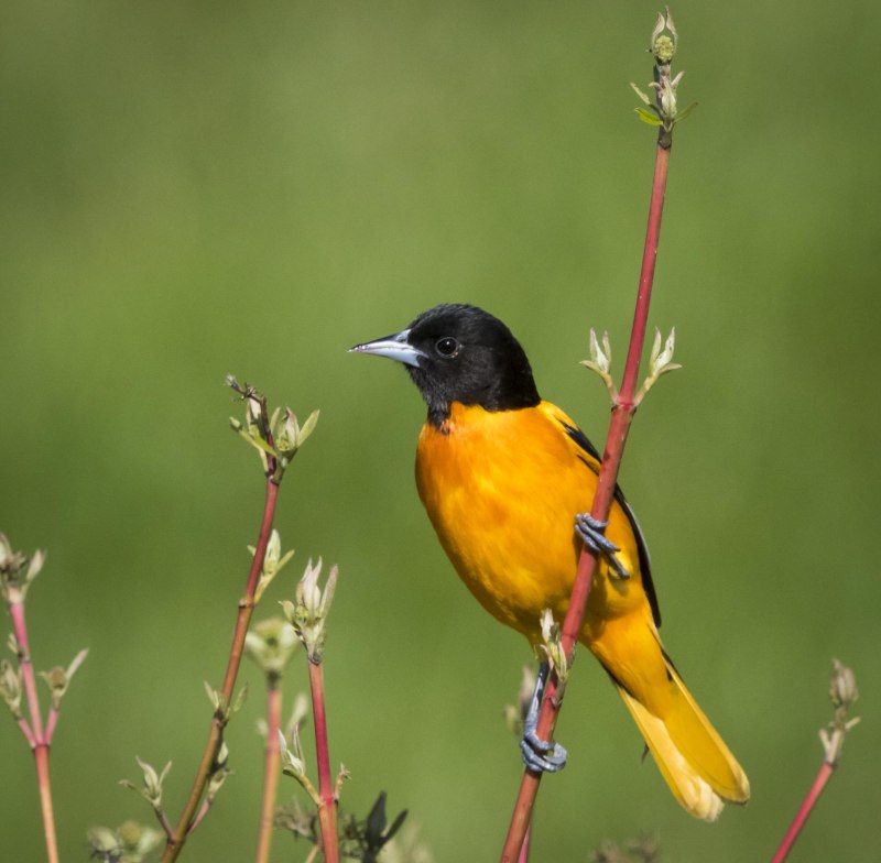 Icterus galbula