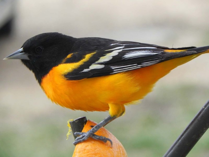 Baltimore Orioles птица