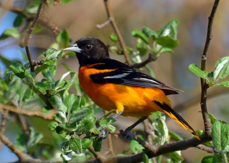 Elegant Oriole (яркая Иволга)