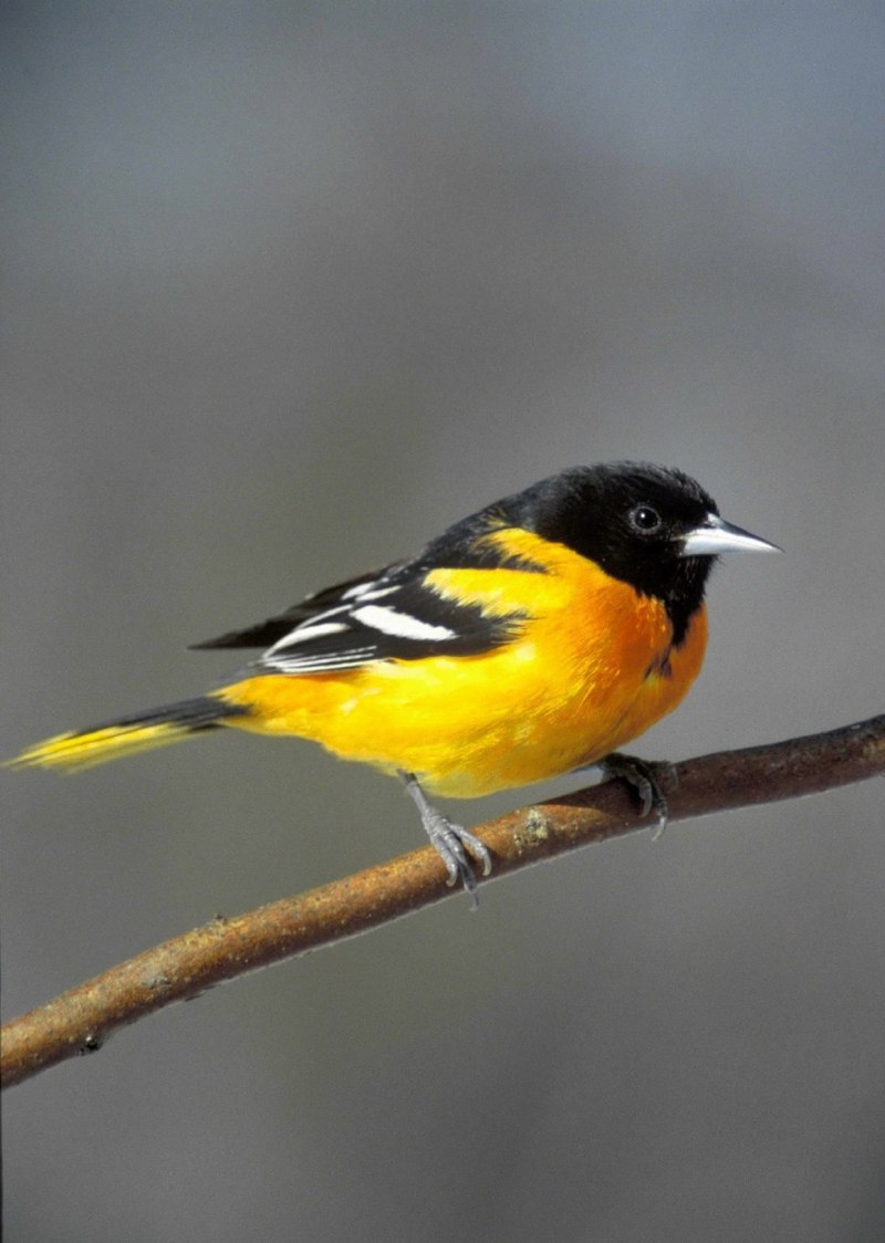 Baltimore Orioles