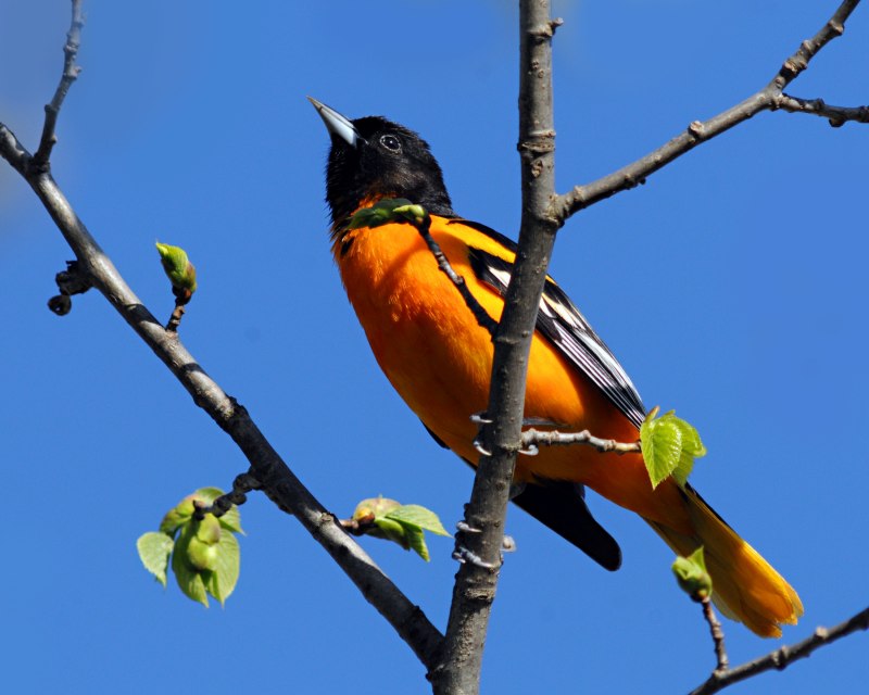 Icterus galbula