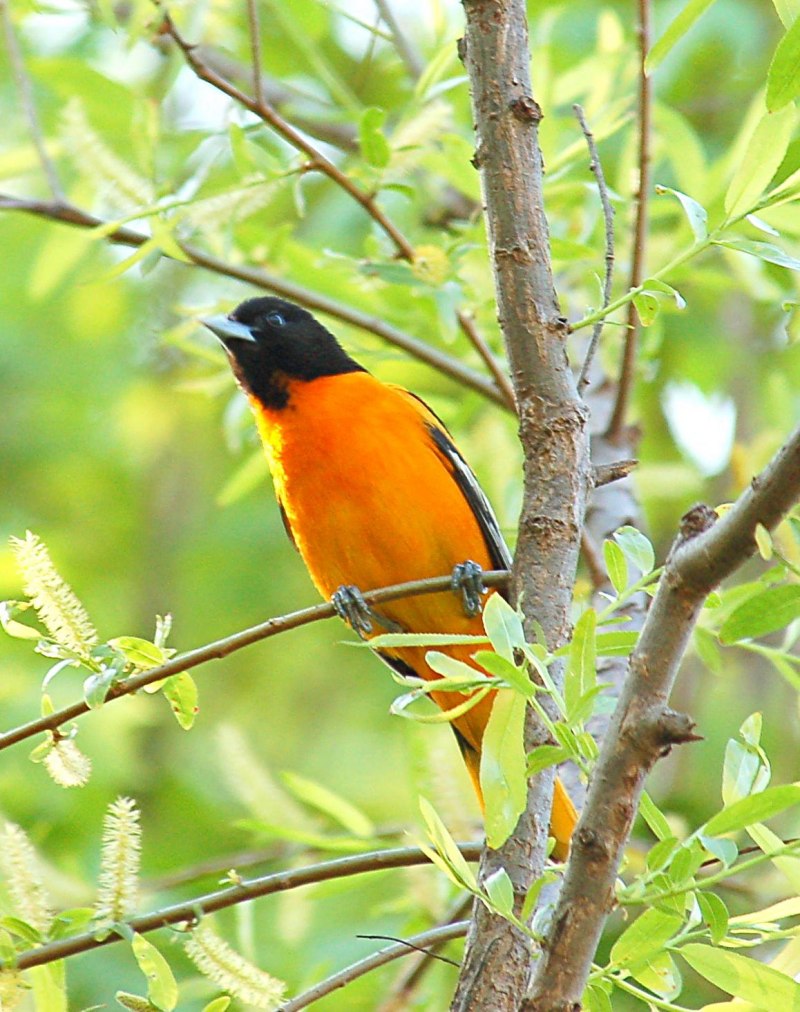 Baltimore Orioles птица