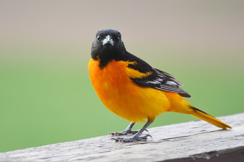 Icterus galbula