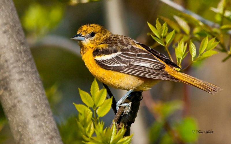 Baltimore Orioles птица