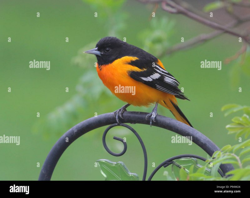 Green-headed Oriole