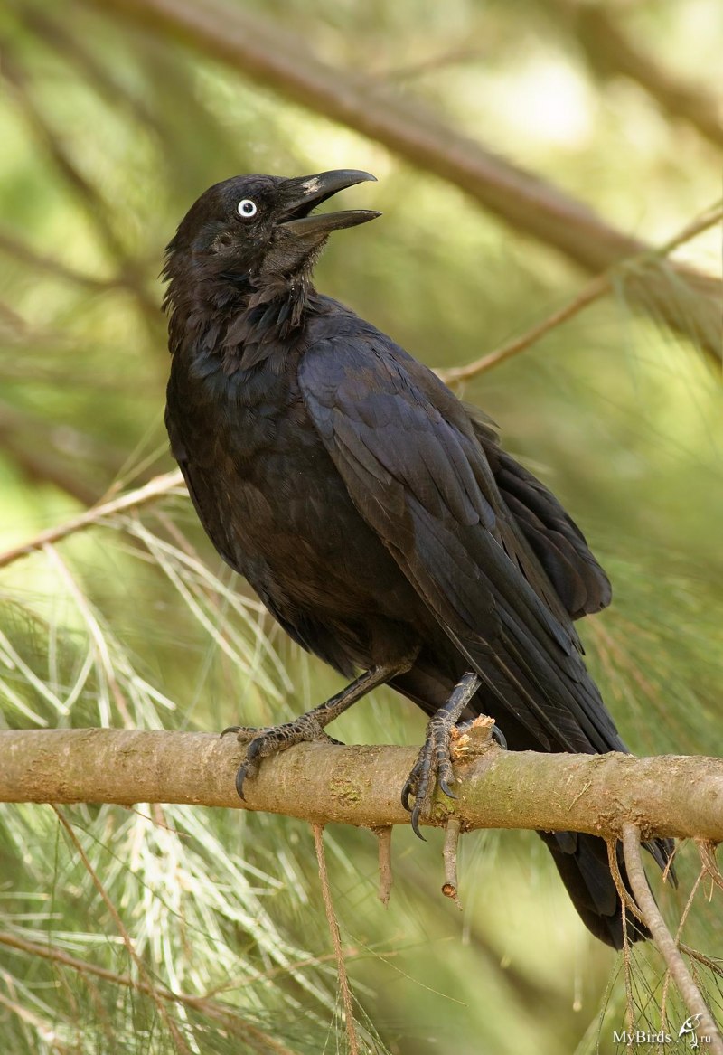 Семейство врановые - Corvidae