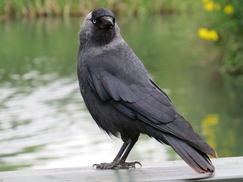 Corvus cornix