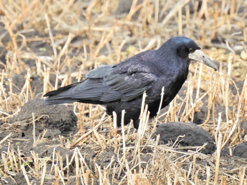 Корвус Коракс ворон
