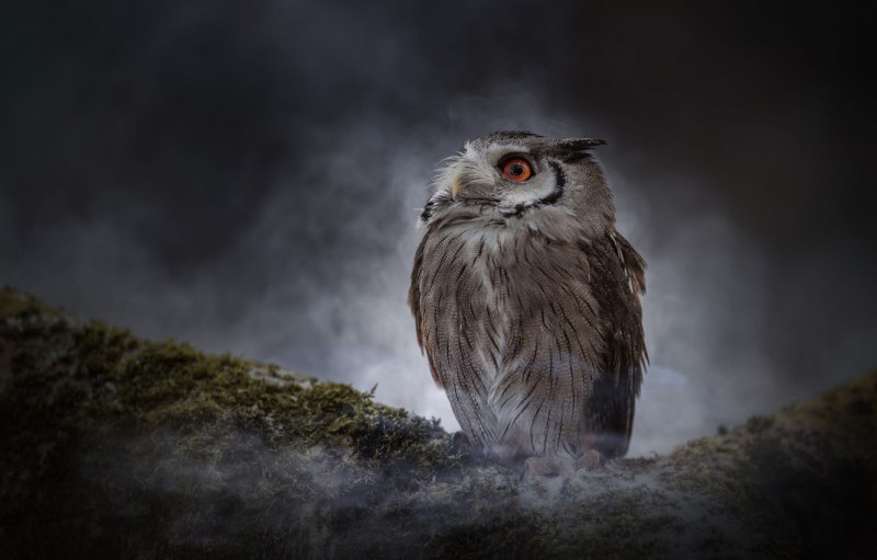 Ночная Сова.(Night Owl).1993