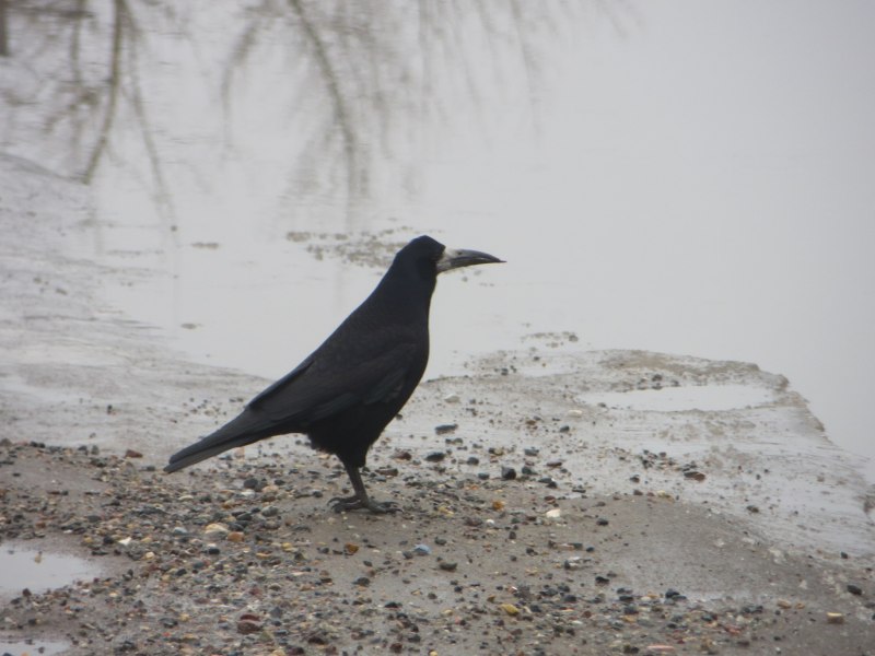 Corvus frugilegus