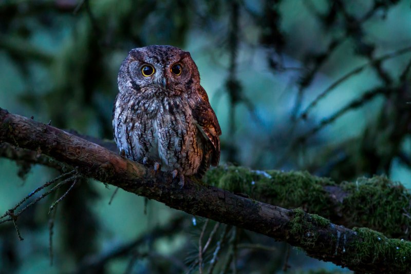 Сплюшка Otus SCOPS
