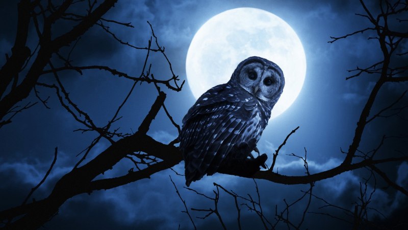 Ночная Сова.(Night Owl).1993