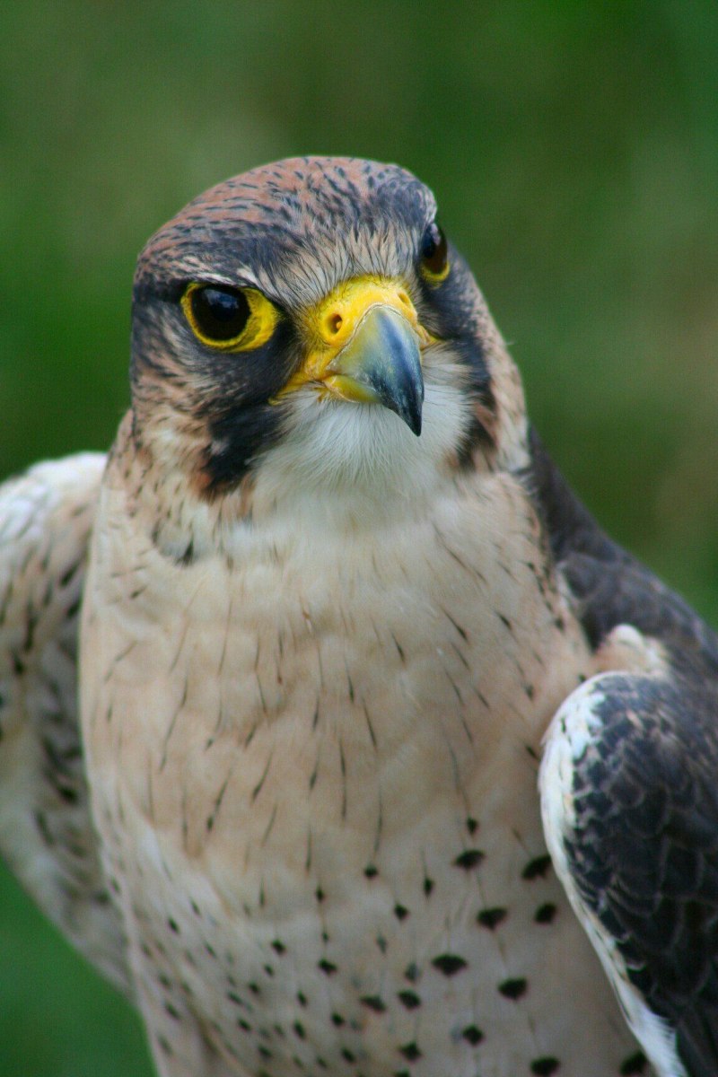 Сапсан Falco peregrinus