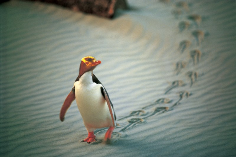 Yellow eyed Penguin