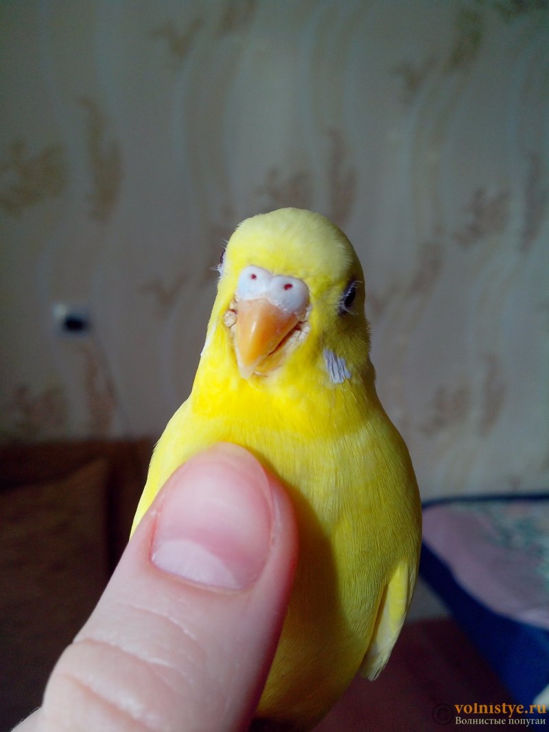 Нос попугая