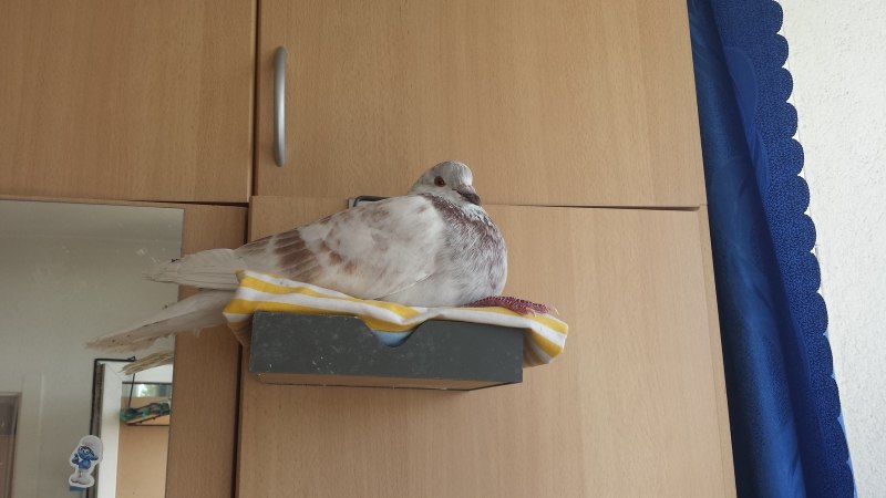 Голубятня в квартире