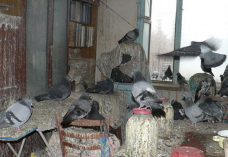 Голубь в квартире