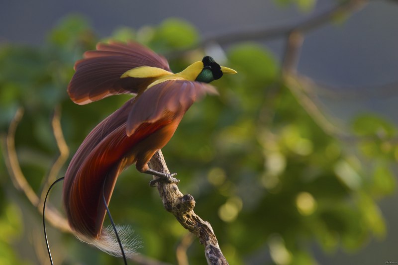 Paradisaea Rudolphi