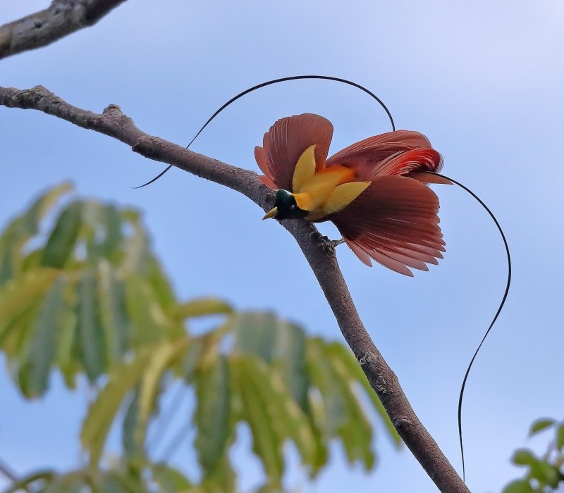 Paradisaea rubra