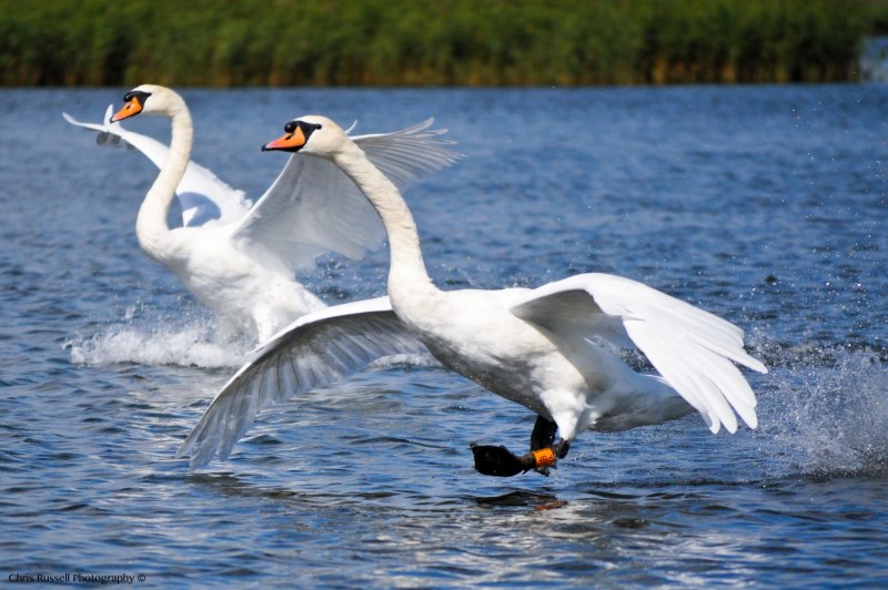 Стая лебедей на воде