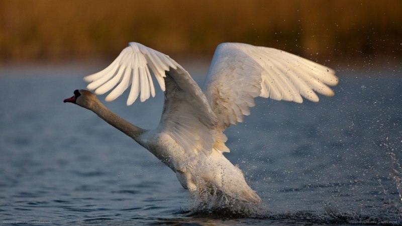 Лебедь взлетает с воды