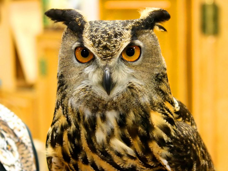 Виргинский Филин (Bubo virginianus)