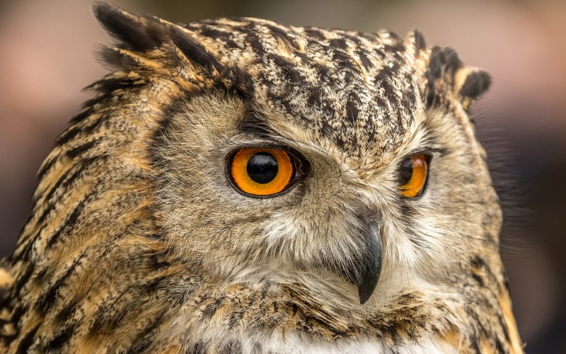 Европейский Филин (Bubo Bubo)