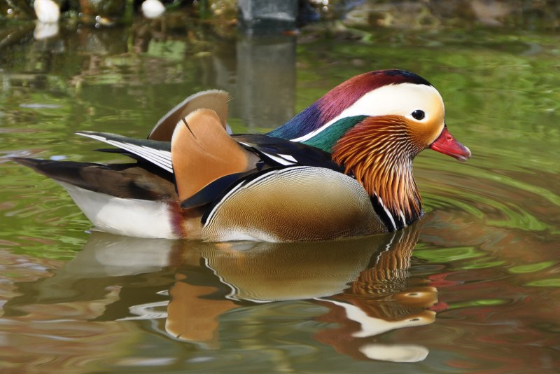 Мандаринка Aix galericulata