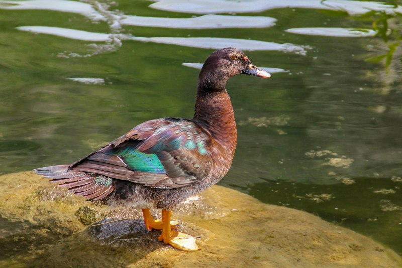 Утка домашняя птица водоплавающая