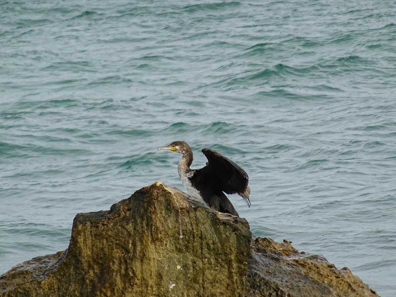 Phalacrocorax Carbo птица
