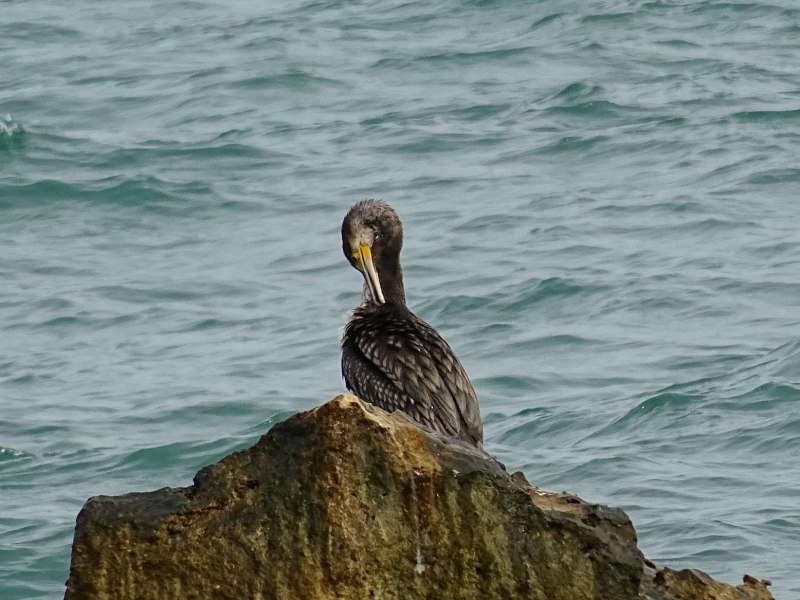 Phalacrocorax Carbo Linnaeus
