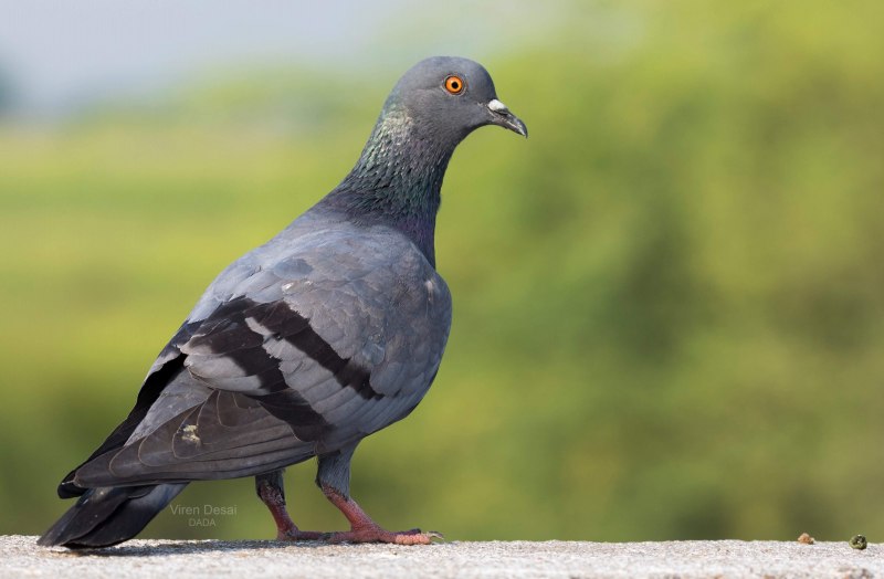 Веерохвостые голуби (Columba Livia)