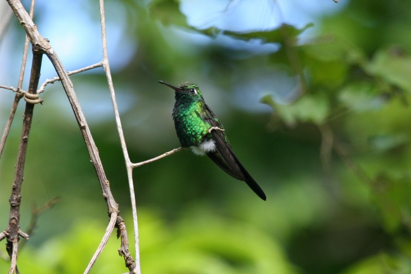 Chlorostilbon russatus