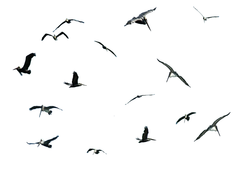 Чайки мультяшные