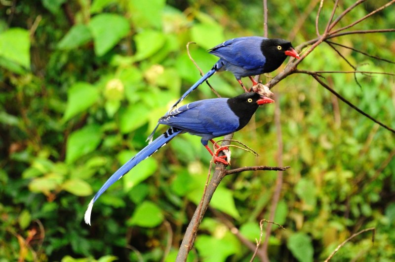 Толстоклювая Лазоревая сорока Urocissa caerulea