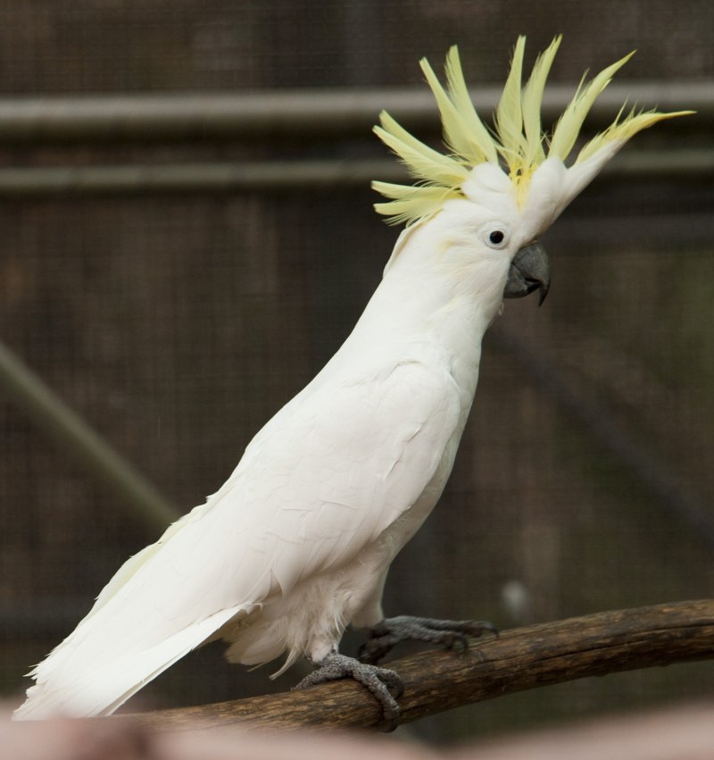 Cockatiel breeding pair for sale