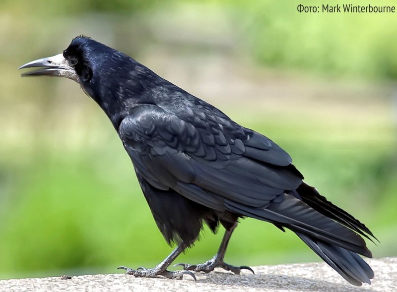 Семейство врановые - Corvidae