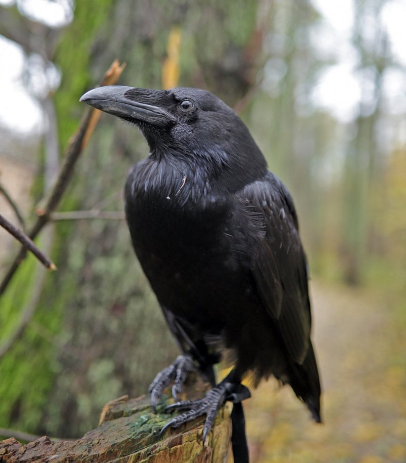 Семейство врановые - Corvidae
