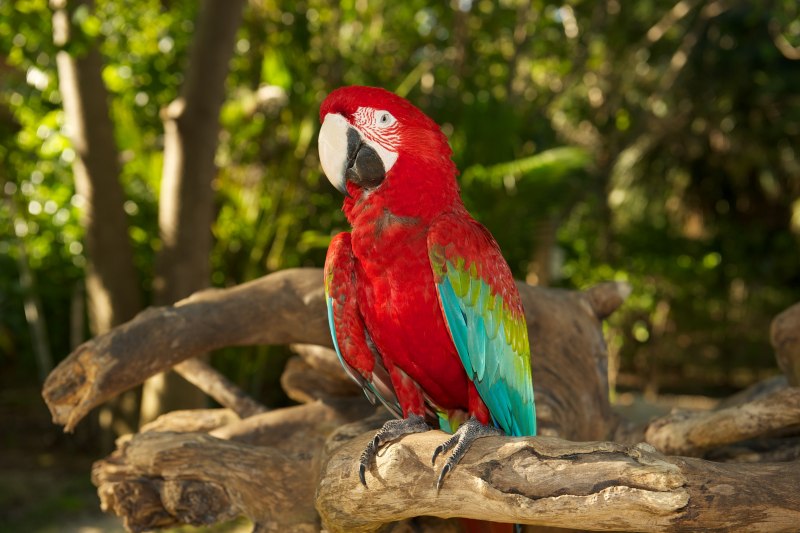 Красный попугай Lorikeet