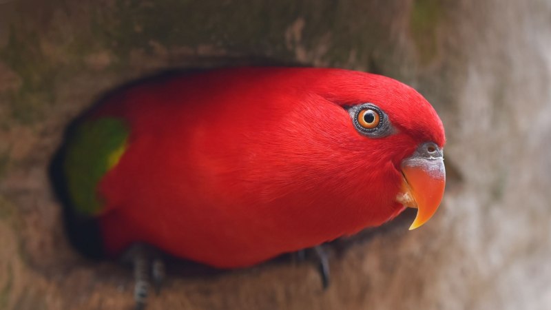 Красный попугай Lorikeet