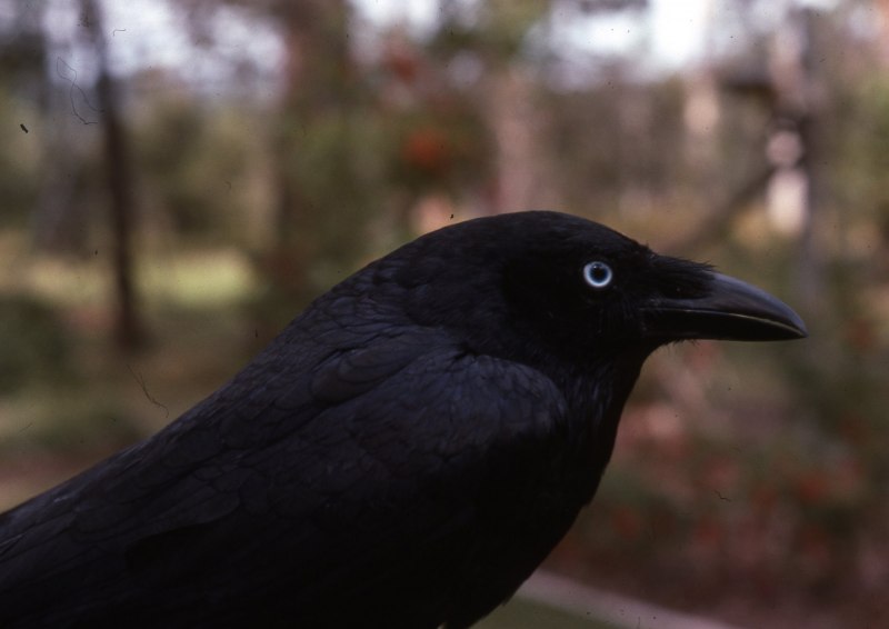 Грач (Corvus frugilegus)